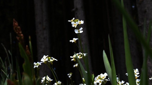 Muat turun percuma Flowers Meadow White - foto atau gambar percuma untuk diedit dengan editor imej dalam talian GIMP