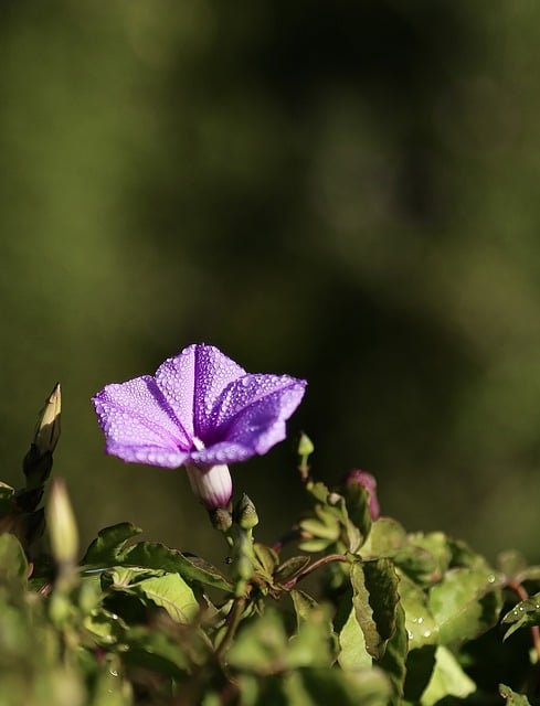 Free download flowers morning glory purple spring free picture to be edited with GIMP free online image editor