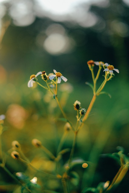 Free download flowers morning nature meadow free picture to be edited with GIMP free online image editor