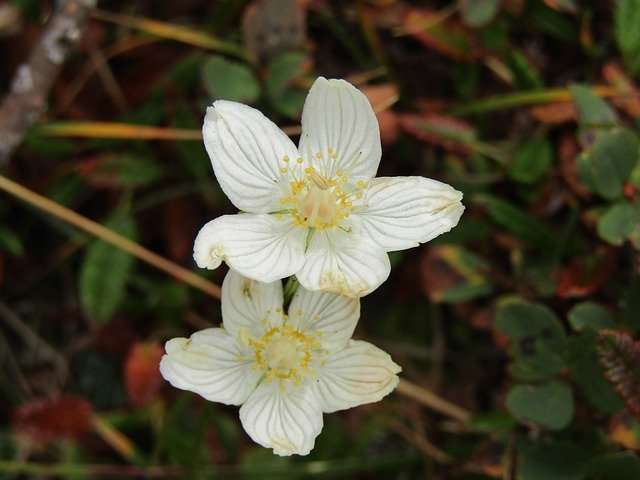 Descarga gratuita Flowers Mountain Misurina Auronzo - foto o imagen gratuita para editar con el editor de imágenes en línea GIMP