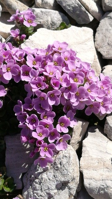 Template Photo Flowers Mountain Nature -  for OffiDocs