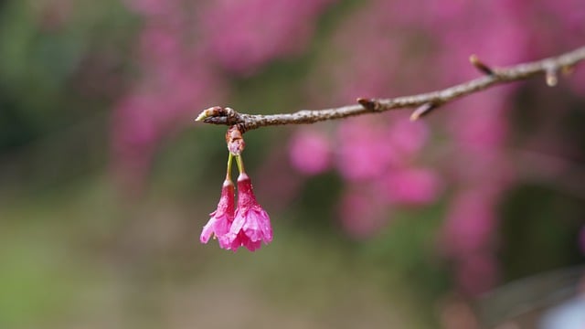 Free download flowers mountain peach blossom rain free picture to be edited with GIMP free online image editor