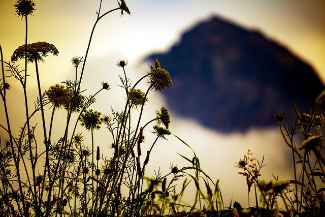Free download flowers mountains meadow fog free picture to be edited with GIMP free online image editor