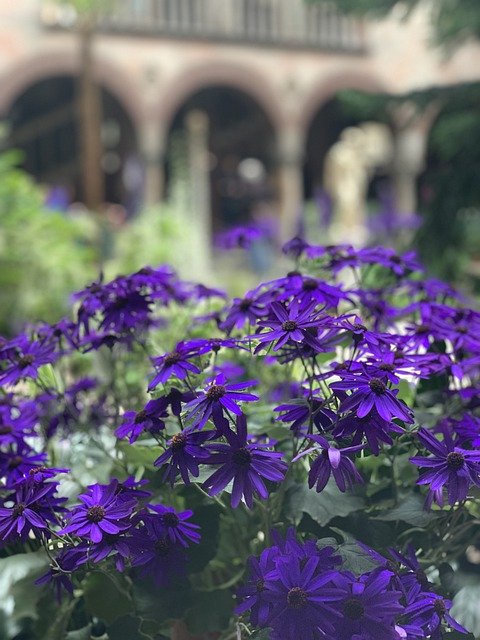 Безкоштовно завантажте Flowers Museum Nature - безкоштовне фото або зображення для редагування в онлайн-редакторі зображень GIMP