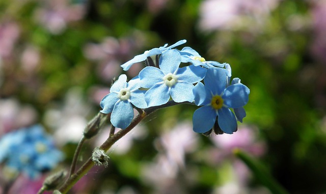 Free download flowers myosotis forget me not free picture to be edited with GIMP free online image editor