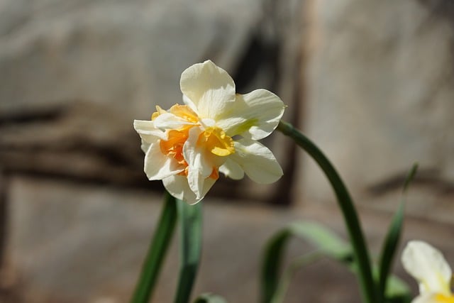 Free download flowers narcissus primrose spring free picture to be edited with GIMP free online image editor
