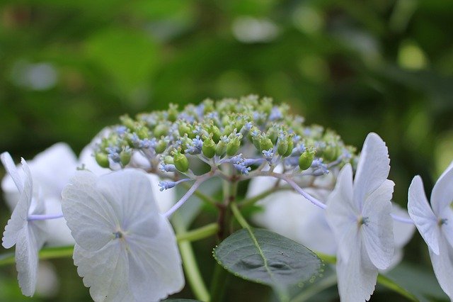 Muat turun percuma Flowers Natural Blue - foto atau gambar percuma untuk diedit dengan editor imej dalam talian GIMP