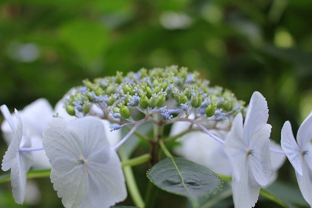 ফ্রি ডাউনলোড ফ্লাওয়ারস ন্যাচারাল ব্লু - বিনামূল্যের ছবি বা ছবি GIMP অনলাইন ইমেজ এডিটর দিয়ে এডিট করতে হবে