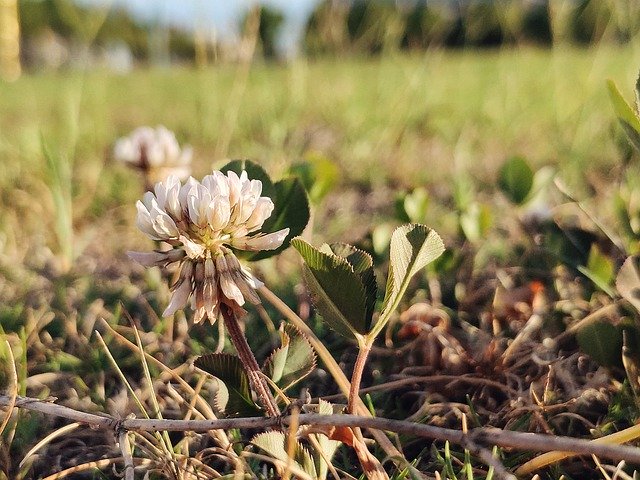 Free download Flowers Natural White Clover -  free photo or picture to be edited with GIMP online image editor