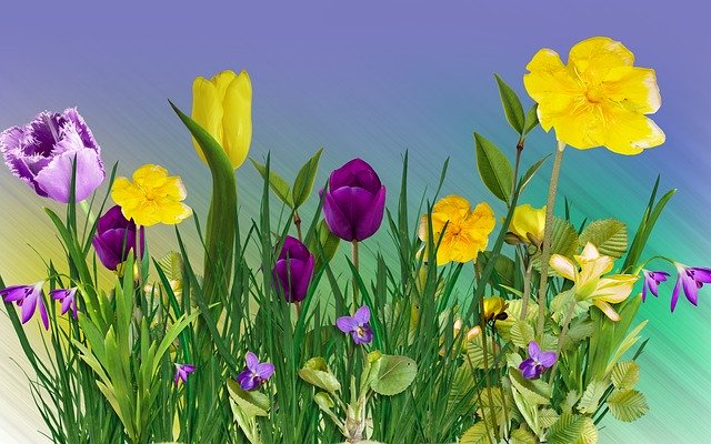 Gratis download Flowers Nature - gratis foto of afbeelding om te bewerken met GIMP online afbeeldingseditor