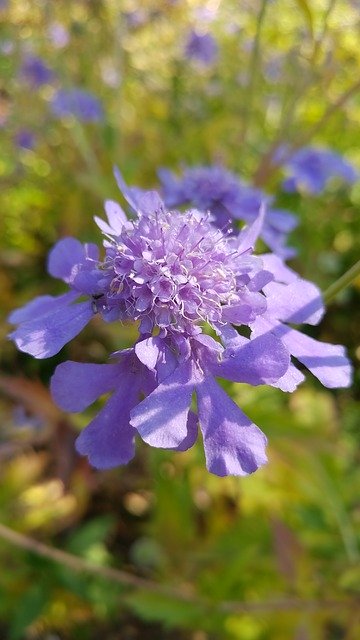 Free download Flowers Nature Autumn -  free photo or picture to be edited with GIMP online image editor