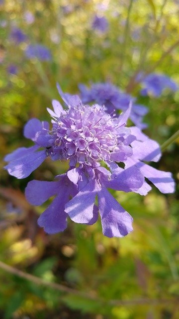 تنزيل Flowers Nature Autumn مجانًا - صورة مجانية أو صورة ليتم تحريرها باستخدام محرر الصور عبر الإنترنت GIMP