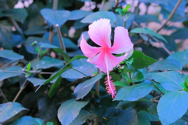 Unduh gratis Flowers Nature Beautiful - foto atau gambar gratis untuk diedit dengan editor gambar online GIMP
