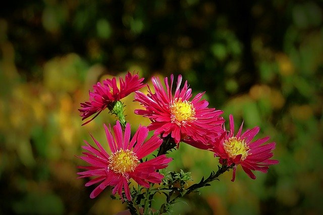 Descărcare gratuită Flowers Nature Beauty - fotografie sau imagini gratuite pentru a fi editate cu editorul de imagini online GIMP