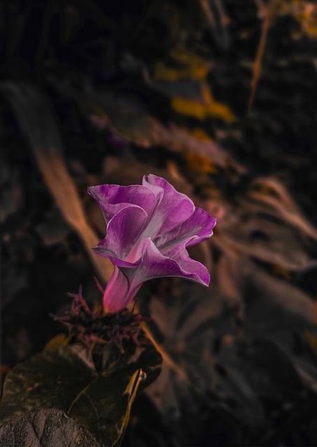 Free download flowers nature botany bloom free picture to be edited with GIMP free online image editor