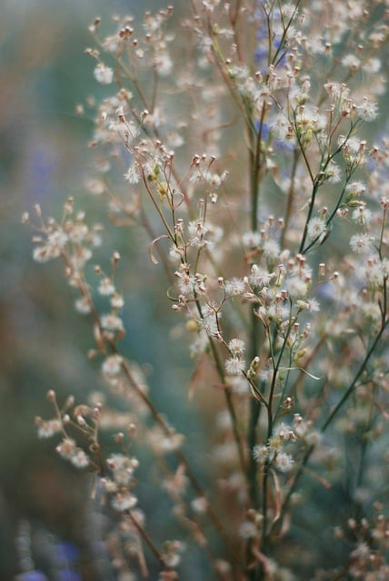 Free download flowers nature flora background free picture to be edited with GIMP free online image editor