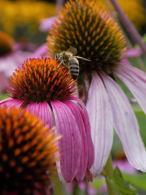 دانلود رایگان Flowers Nature Garden - عکس یا تصویر رایگان قابل ویرایش با ویرایشگر تصویر آنلاین GIMP