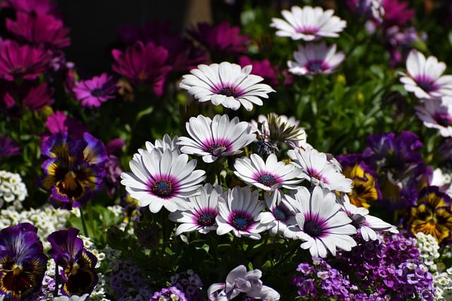 Free download flowers nature garden bloom free picture to be edited with GIMP free online image editor