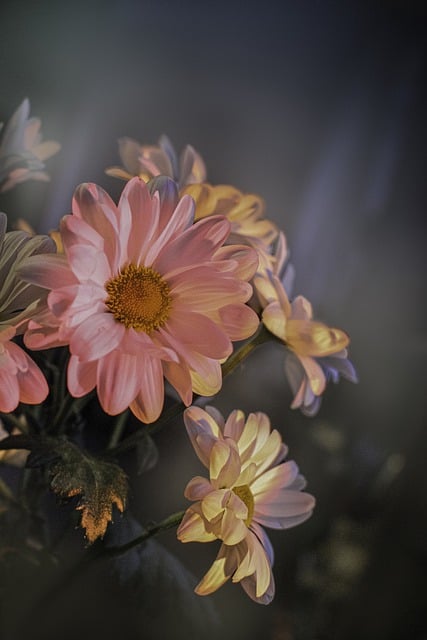 Free download flowers nature garden bokeh macro free picture to be edited with GIMP free online image editor
