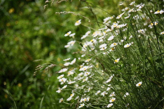 Free download flowers nature meadow field free picture to be edited with GIMP free online image editor