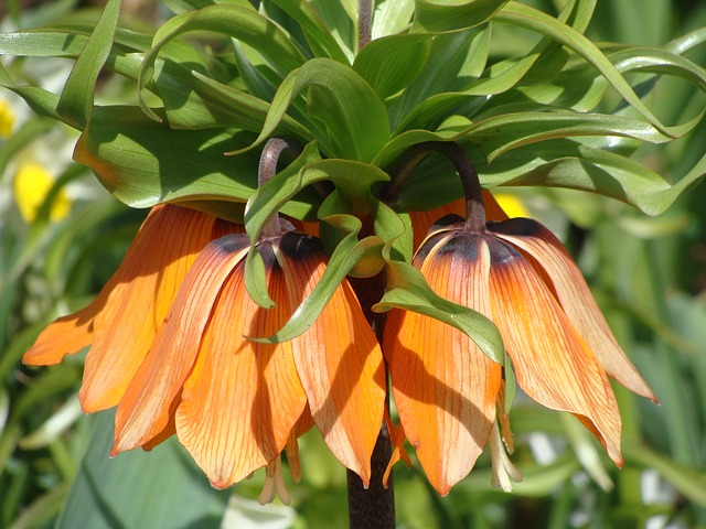 Free download flowers nature na natural flora free picture to be edited with GIMP free online image editor