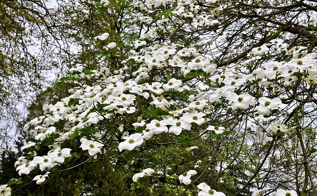 Free download flowers nature park garden tree free picture to be edited with GIMP free online image editor