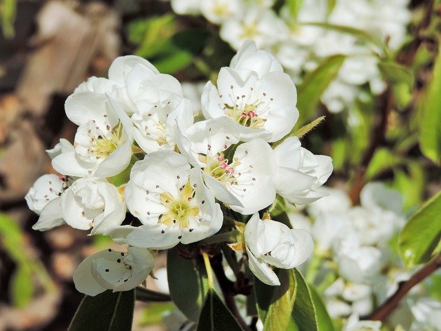 Free download Flowers Nature Pear -  free photo or picture to be edited with GIMP online image editor