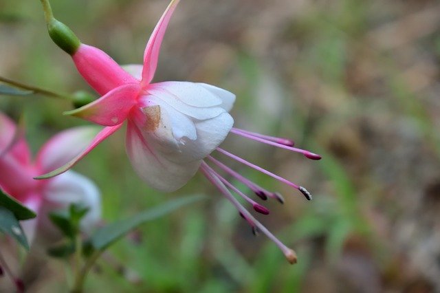 Kostenloser Download Flowers Nature Petal - kostenloses Foto oder Bild zur Bearbeitung mit GIMP Online-Bildbearbeitung