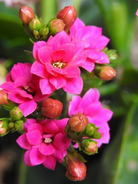 ดาวน์โหลดฟรี Flowers Nature Petals - ภาพถ่ายหรือภาพฟรีที่จะแก้ไขด้วยโปรแกรมแก้ไขรูปภาพออนไลน์ GIMP