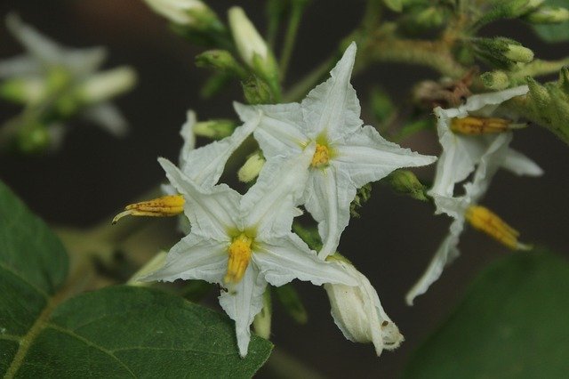 Kostenloser Download Flowers Nature Plant - kostenloses kostenloses Foto oder Bild zur Bearbeitung mit GIMP Online-Bildbearbeitung