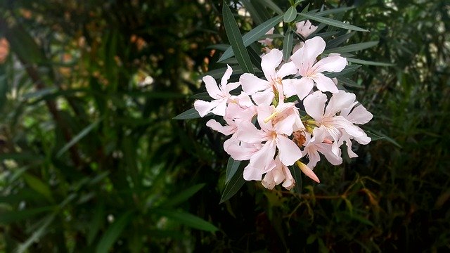 دانلود رایگان Flowers Nature Rosa - عکس یا تصویر رایگان قابل ویرایش با ویرایشگر تصویر آنلاین GIMP