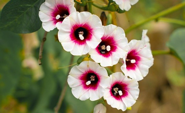 הורדה חינם Flowers Nature Summer - תמונה או תמונה בחינם לעריכה עם עורך התמונות המקוון GIMP