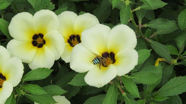 免费下载 Flowers Nature View - 使用 GIMP 在线图像编辑器编辑的免费照片或图片