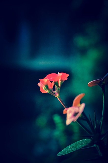 Free download flowers nature wildflowers garden free picture to be edited with GIMP free online image editor