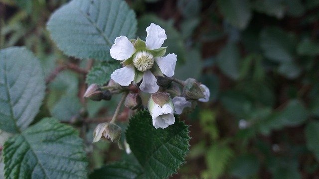 Gratis download Bloemen Nepal Fruits - gratis foto of afbeelding om te bewerken met GIMP online afbeeldingseditor