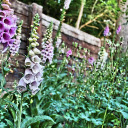 Flowers next to the fence  screen for extension Chrome web store in OffiDocs Chromium