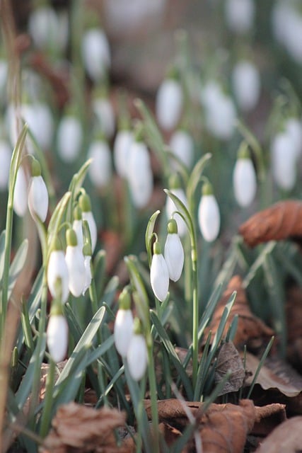 Muat turun percuma bunga snowdrop blossoms musim bunga gambar percuma untuk diedit dengan GIMP editor imej dalam talian percuma