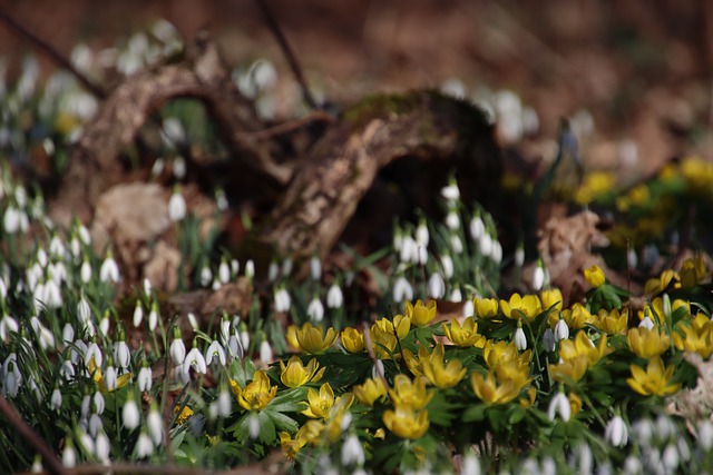 Free download flower snowdrop field nature free picture to be edited with GIMP free online image editor