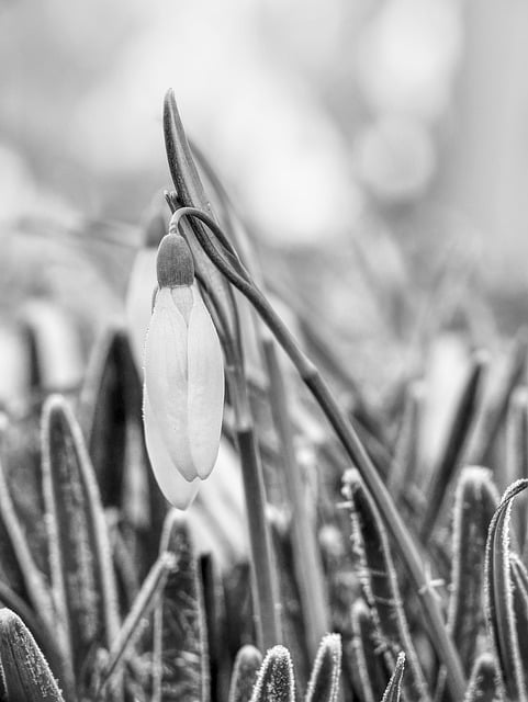 Free download flower snowdrop frost spring free picture to be edited with GIMP free online image editor