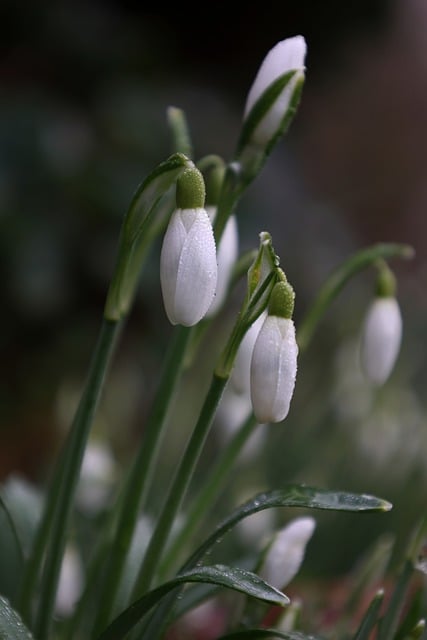 Free download flower snowdrop galanthus spring free picture to be edited with GIMP free online image editor
