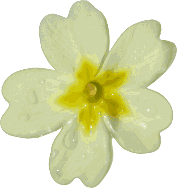 Free download Flower Snowdrop Garden - Free vector graphic on Pixabay free illustration to be edited with GIMP free online image editor