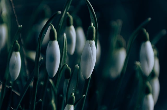 Free download flower snowdrop plant early bloomer free picture to be edited with GIMP free online image editor
