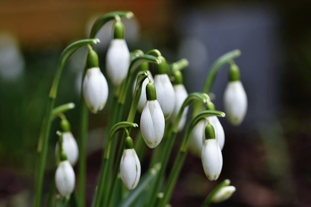 Free download flower snowdrop plant petals free picture to be edited with GIMP free online image editor