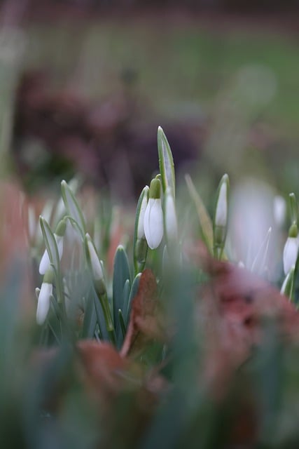 Free download flower snowdrop spring galanthus free picture to be edited with GIMP free online image editor