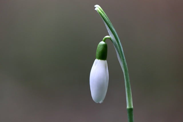 Free download flower snowdrop white flower free picture to be edited with GIMP free online image editor