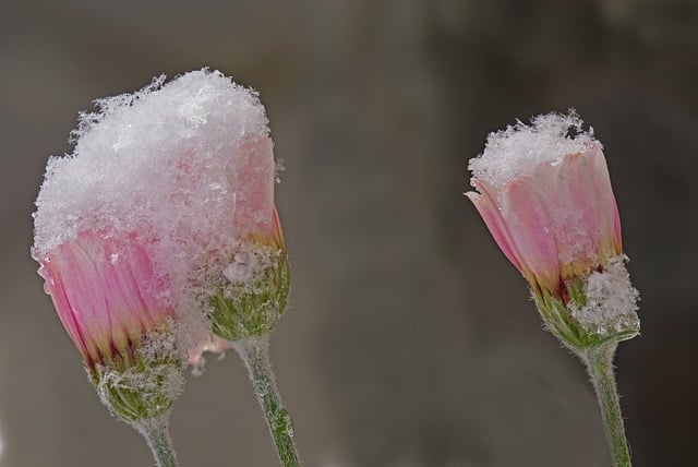 Kostenloser Download von Blumen, Schnee, Schneekristallen, kostenloses Bild zur Bearbeitung mit dem kostenlosen Online-Bildeditor GIMP