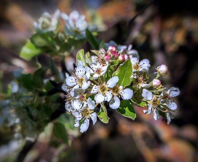 Descărcare gratuită Flowers Of Cherry Tree - fotografie sau imagini gratuite pentru a fi editate cu editorul de imagini online GIMP