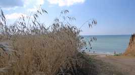 Free download Flowers Of The Field Sea Ravine -  free video to be edited with OpenShot online video editor