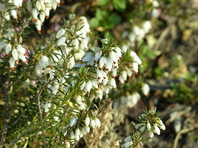 دانلود رایگان Flowers Old Spring - عکس یا تصویر رایگان قابل ویرایش با ویرایشگر تصویر آنلاین GIMP