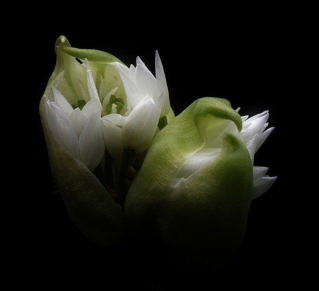 Бесплатно скачайте бесплатный шаблон фотографии Flowers On A Black для редактирования с помощью онлайн-редактора изображений GIMP